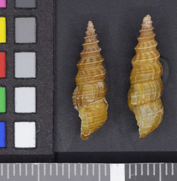 Media type: image;   Malacology 50236 Description: Image of two dry shells, lateral view. Photographed for a researcher request.;  Aspect: LAT